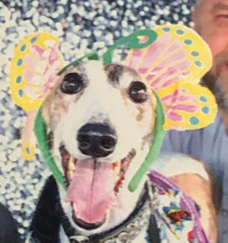 Illustration for article titled Happy doggo